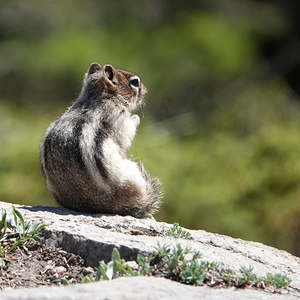 Cute chipmunk admiring a view 2