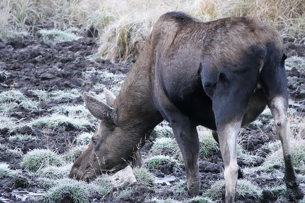 Cow moose 2 by Danilov Alpine Works