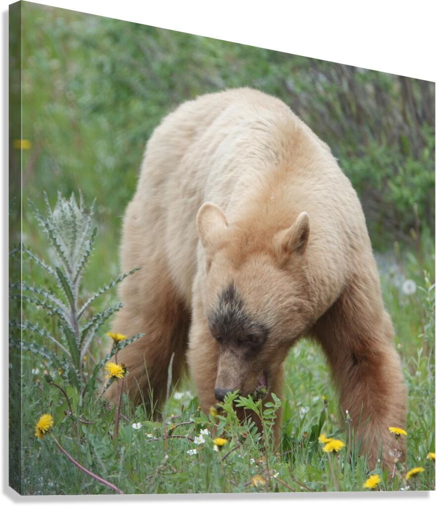 American Black Bear Canvas Print