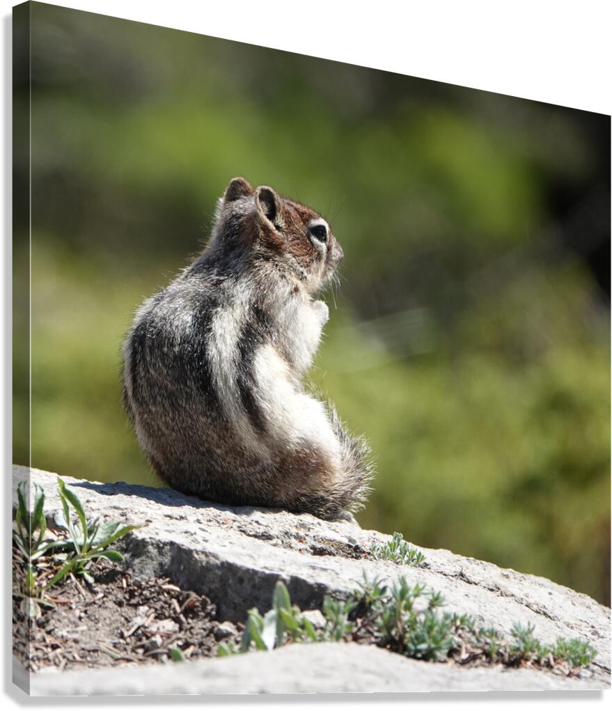 Cute chipmunk admiring a view 2 Canvas Print