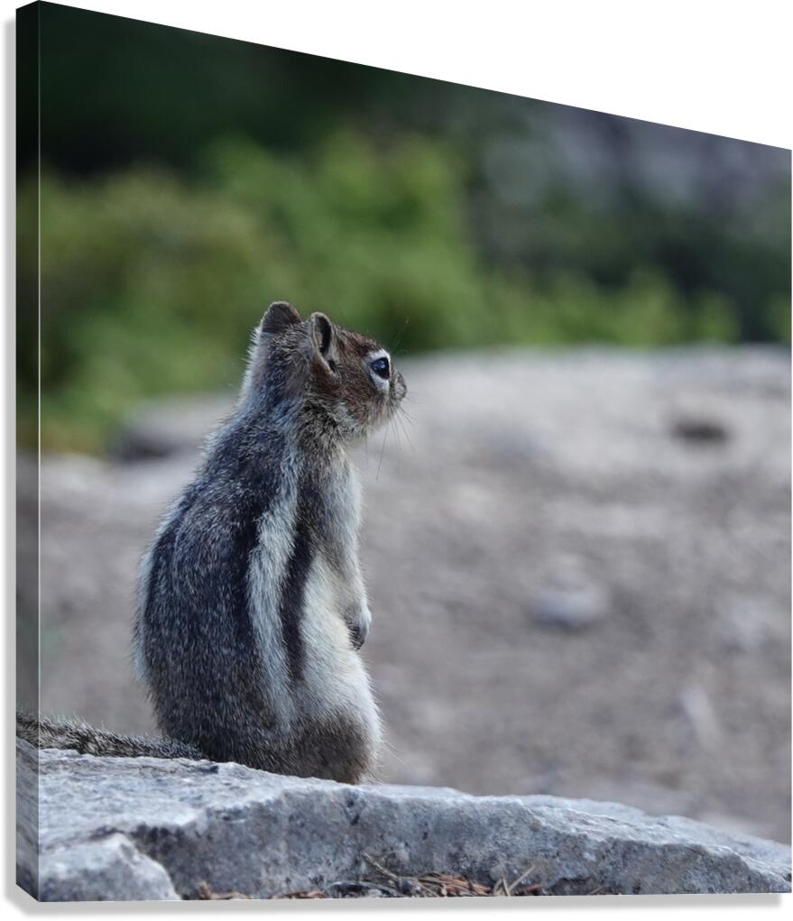 Cute chipmunk admiring a view 1 Canvas Print