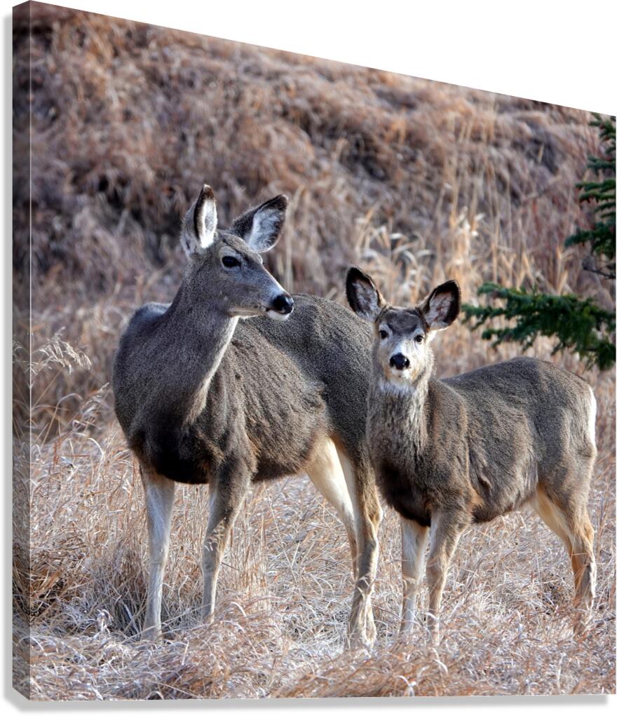 Mule Deer  Canvas Print