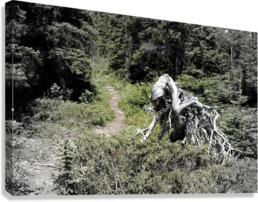 Jimmy Simpson Jr. Canvas Print