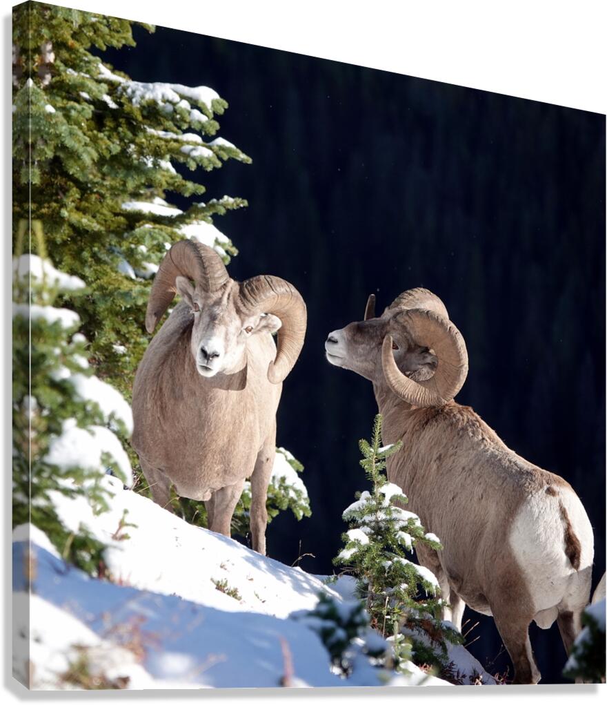 Bighorn ship Canvas Print