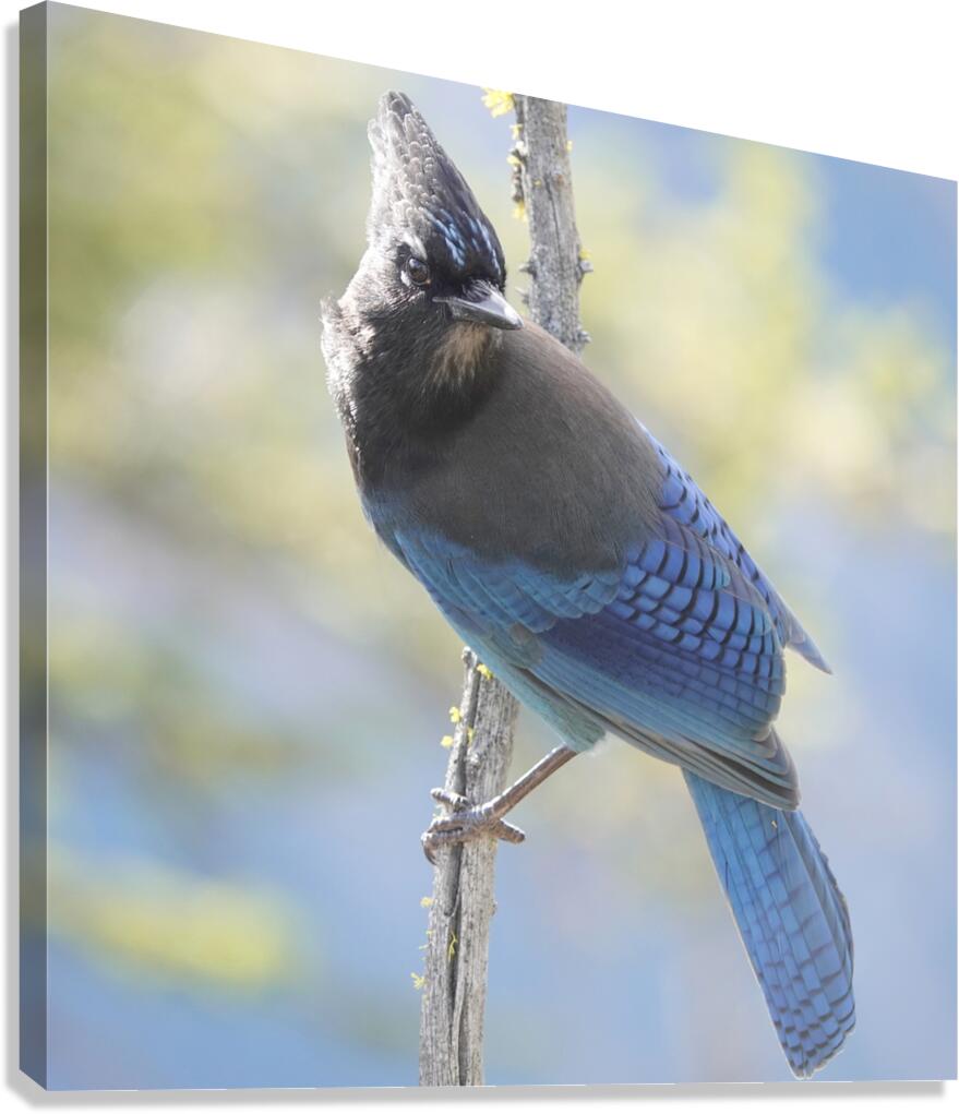 Steller’s Jay Canvas Print
