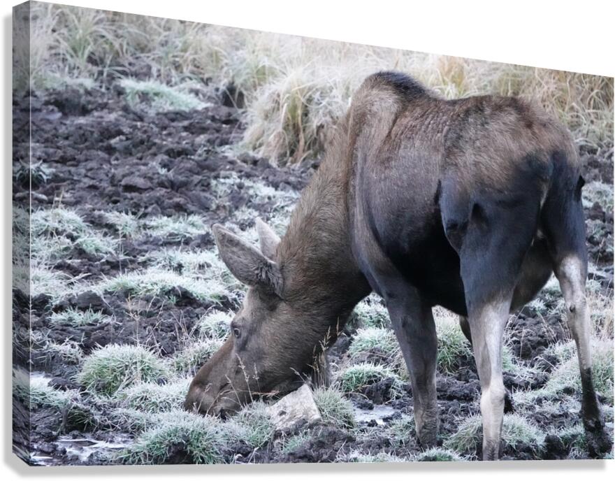 Cow moose 2 Canvas Print