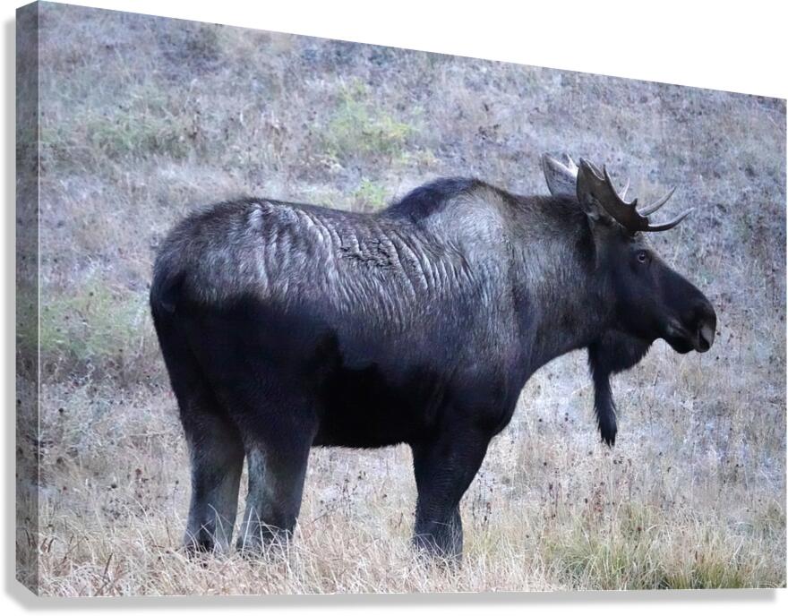 Bull moose Canvas Print