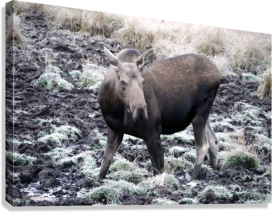 Cow moose 1 Canvas Print