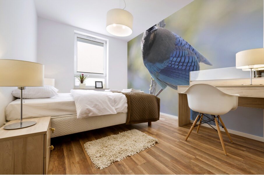Steller’s Jay Mural print