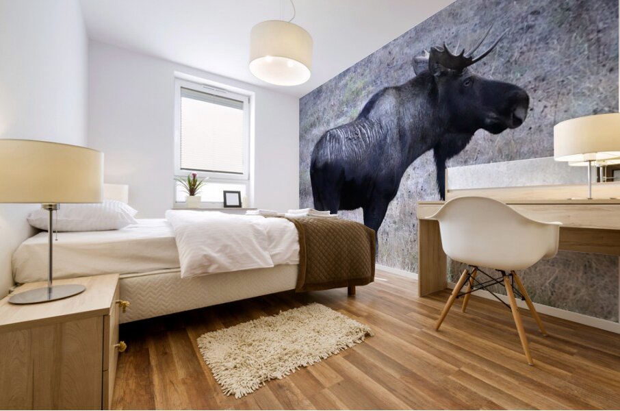 Bull moose Mural print