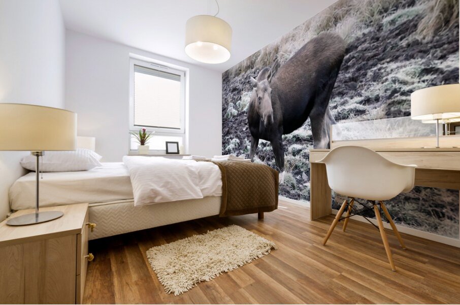 Cow moose 1 Mural print