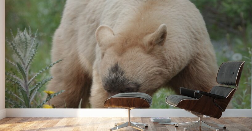 American Black Bear Wall Murals