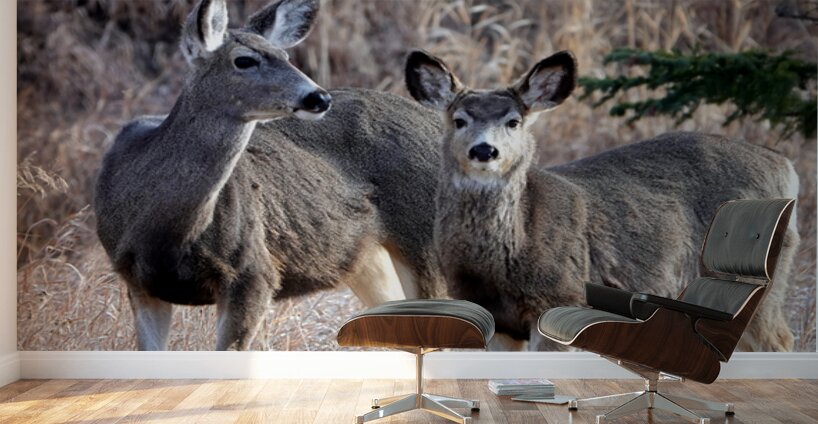 Mule Deer  Wall Murals