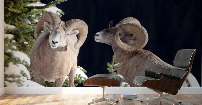 Bighorn ship Wall Murals