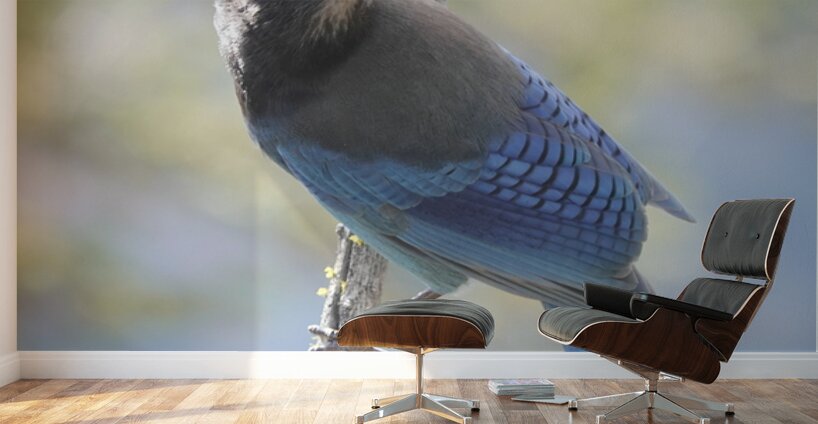 Steller’s Jay Wall Murals