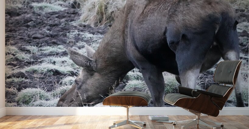 Cow moose 2 Wall Murals