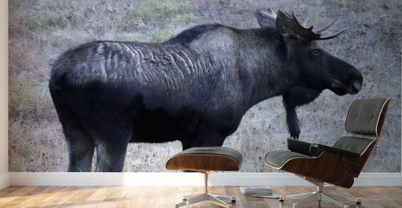 Bull moose Wall Murals