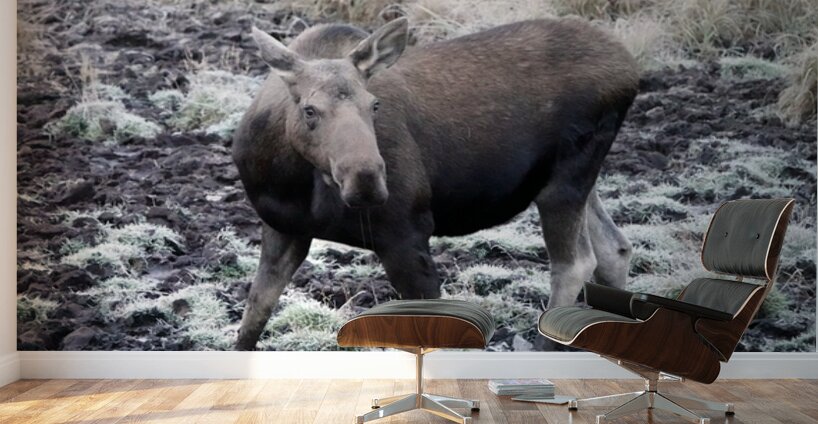 Cow moose 1 Wall Murals