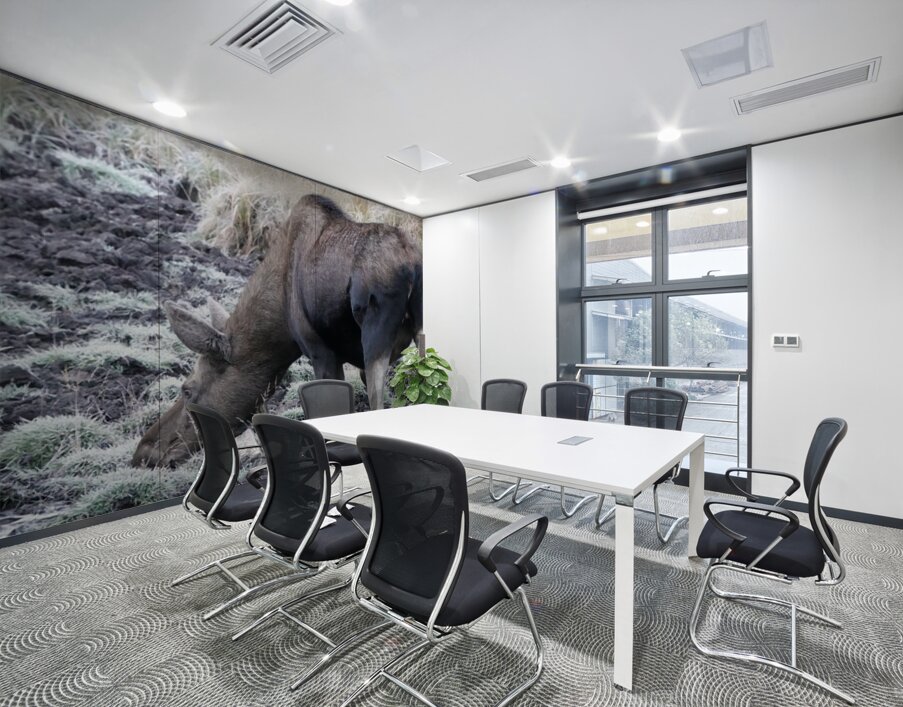 Cow moose 2 Wall Printing