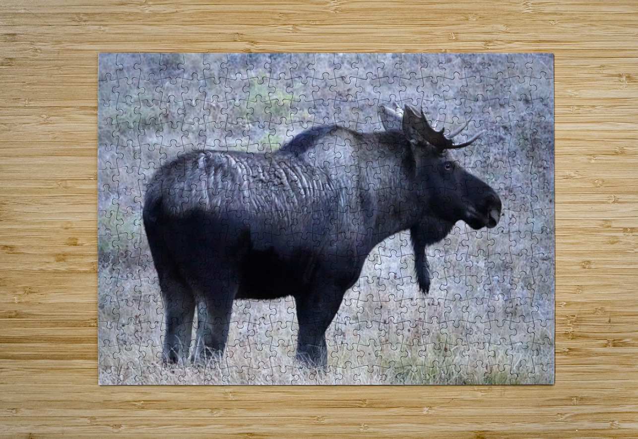 Bull moose Danilov Alpine Works Puzzle printing