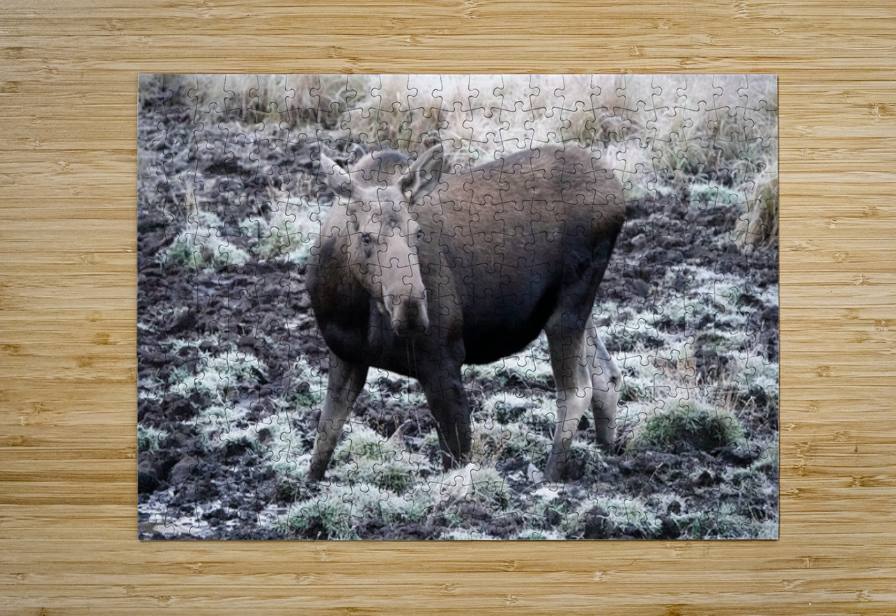Cow moose 1 Danilov Alpine Works Puzzle printing