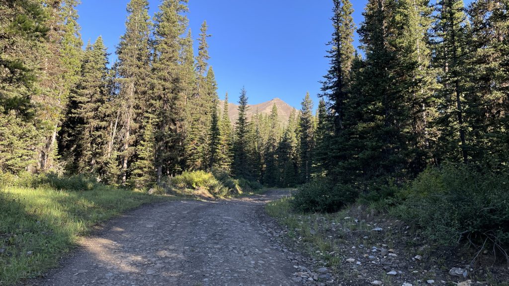 One of the ski trails serves as a hiking route in Summer, and the target (Collembola) is visible through the trees once in a while